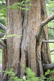 《勇者斗恶龙VII Reimagined》确定于2026年2月5日上市并自今日起陆续开放预约!